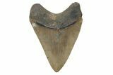 Serrated, Fossil Megalodon Tooth - North Carolina #221880-1